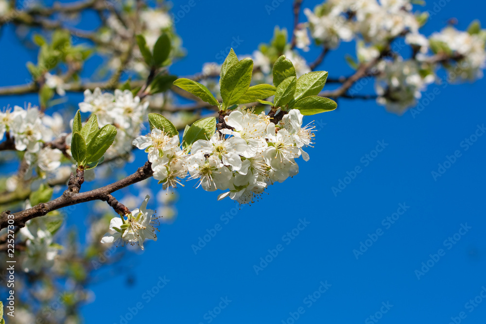 Obraz premium Kirschblüten vor blauem Himmel