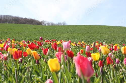 Wunderschöne Tulpenwiese photo