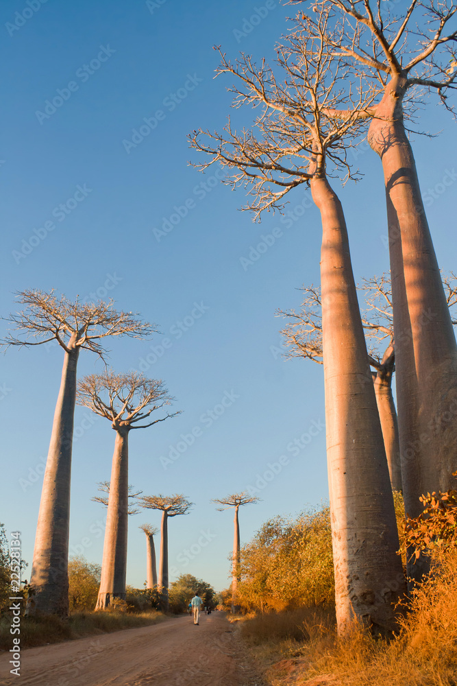 Obraz premium Baobab trees