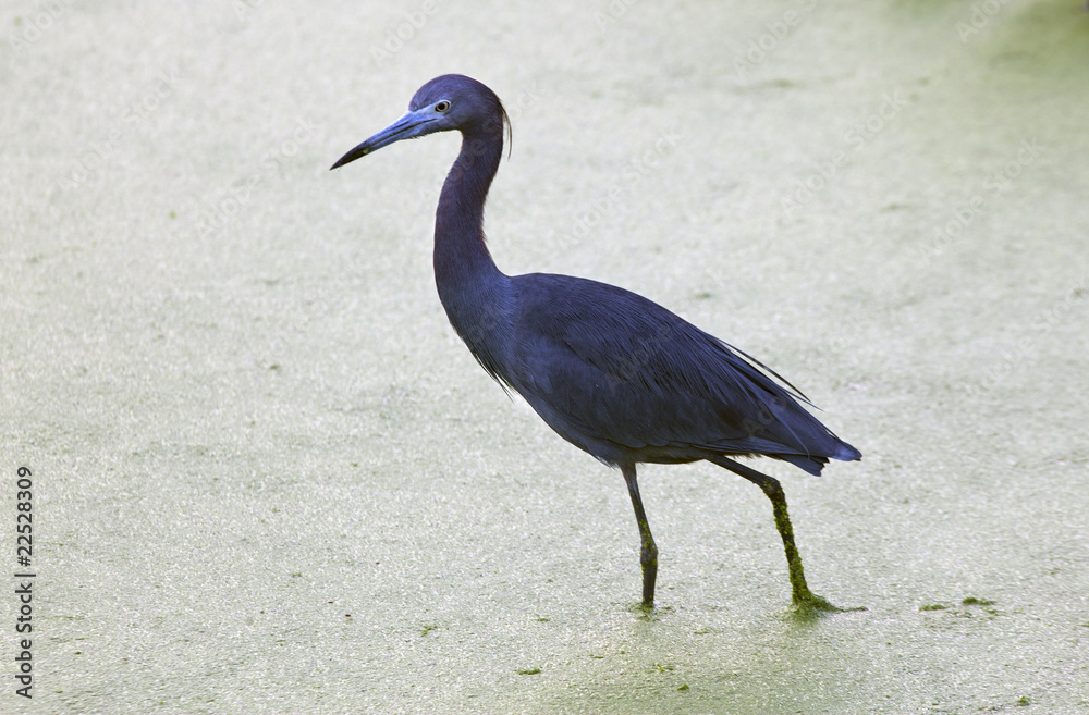 Naklejka premium Little blue heron