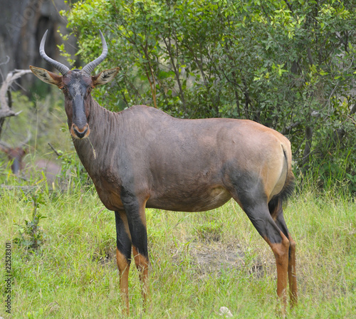 Tsessebe Damaliscus lunatus