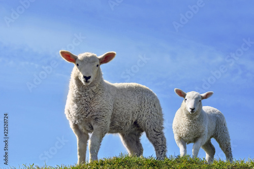 Two Cute Curious Lambs Looking at the Camera in Spring