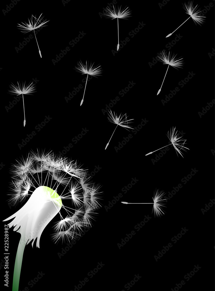 Obraz premium single white dandelion on black