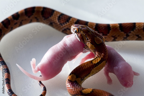 Snake eating a mouse