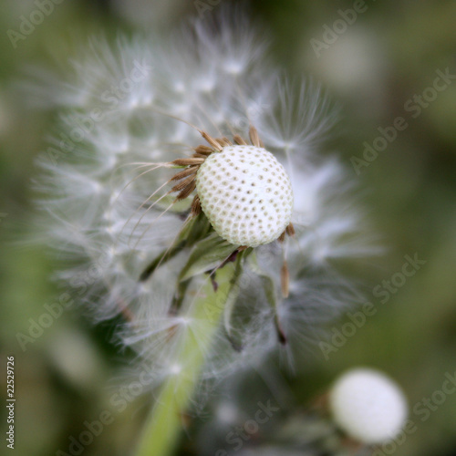 Taraxacum