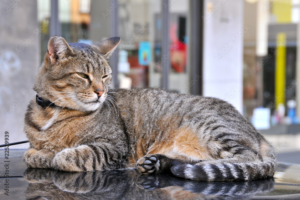 Gatto Gatto