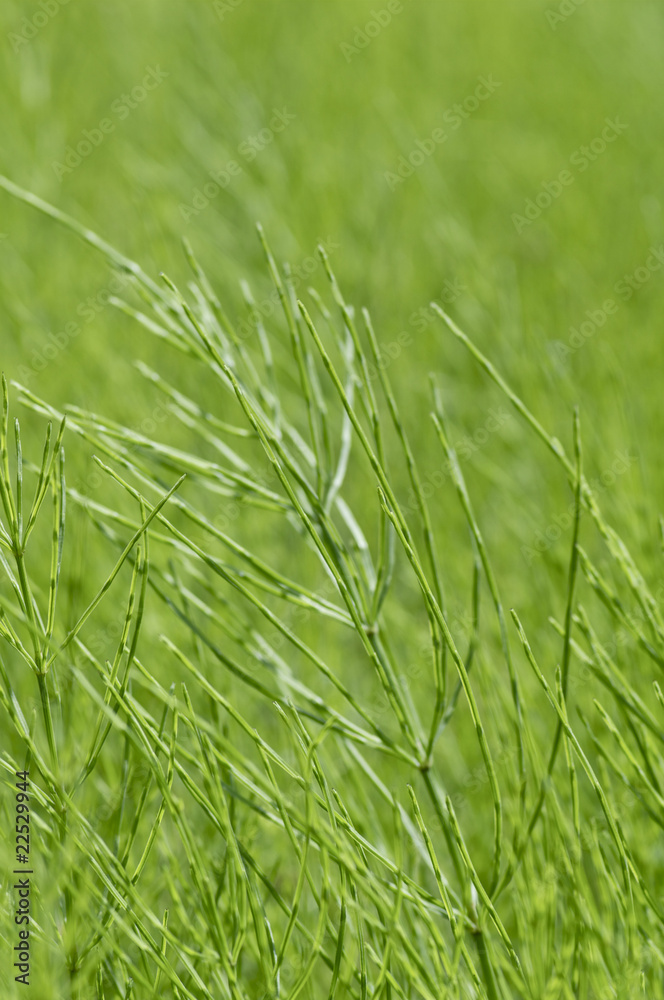 Obraz premium スギナ