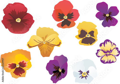 garden violet flowers collection