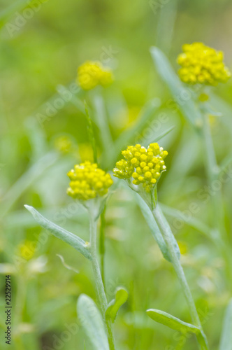 ハハコグサの花
