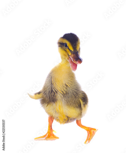 yellow ducklings