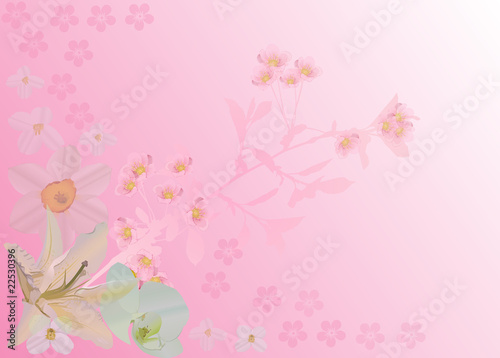 pink background with cherry flowers and lily