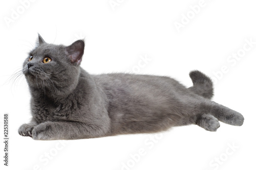 British cat lying and looking left