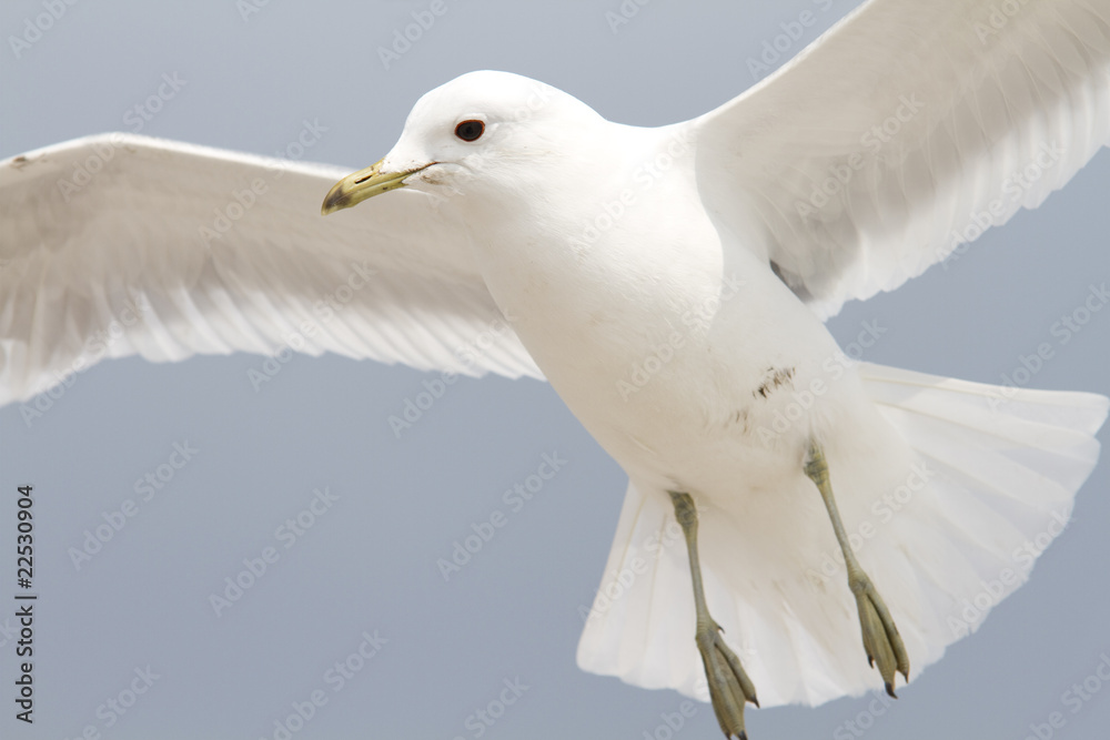 Fototapeta premium Möwe