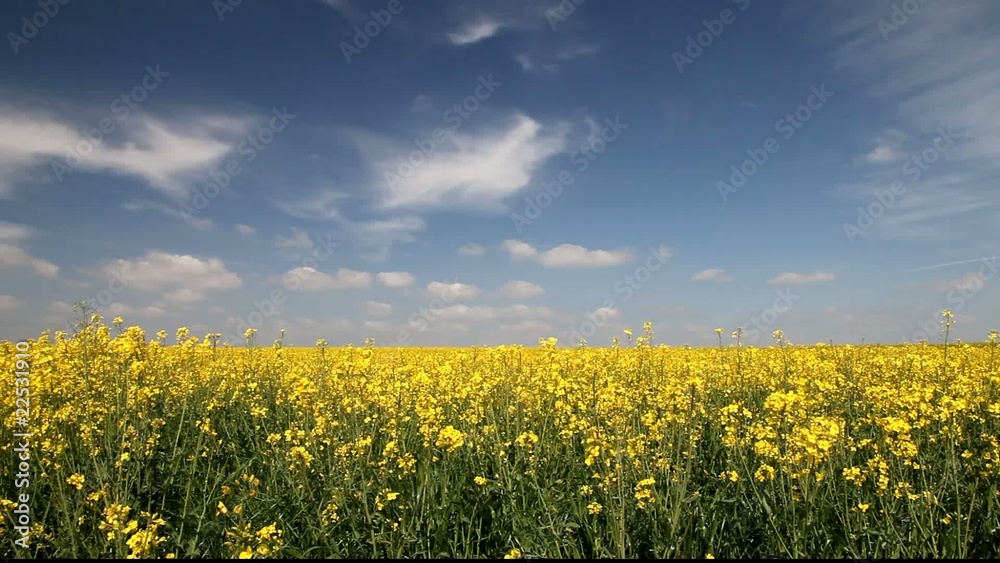 champ de colza au vent
