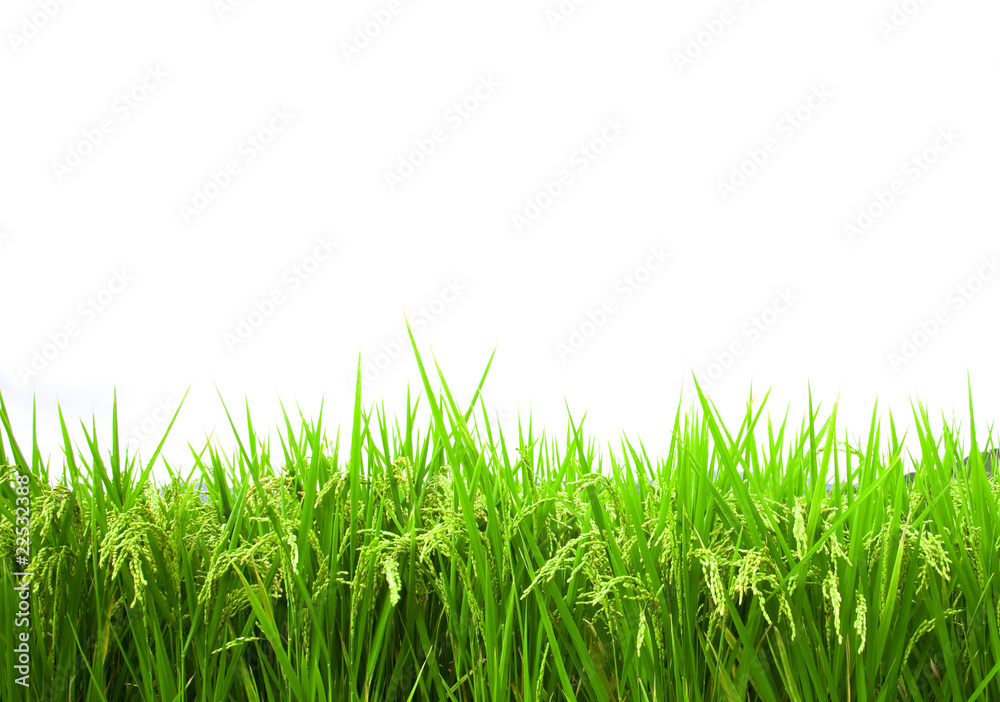 green rice field isolated on white background