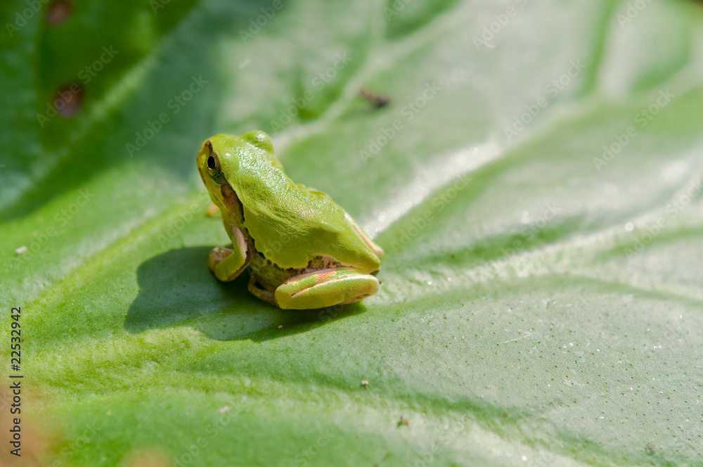 Naklejka premium 飛ぶ準備