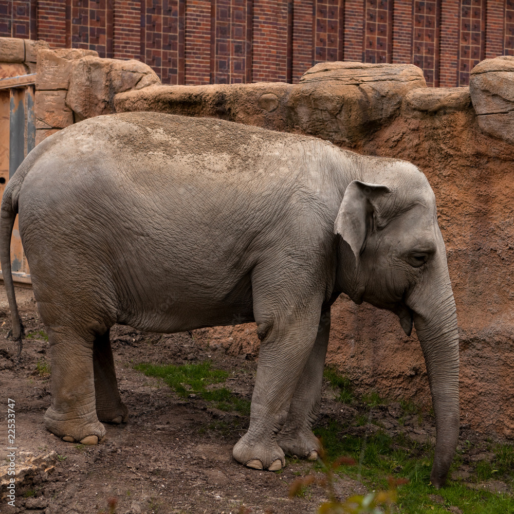 Fototapeta premium Asian elephant in zoo