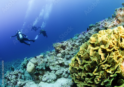 Fototapeta Naklejka Na Ścianę i Meble -  scuba divers on reef