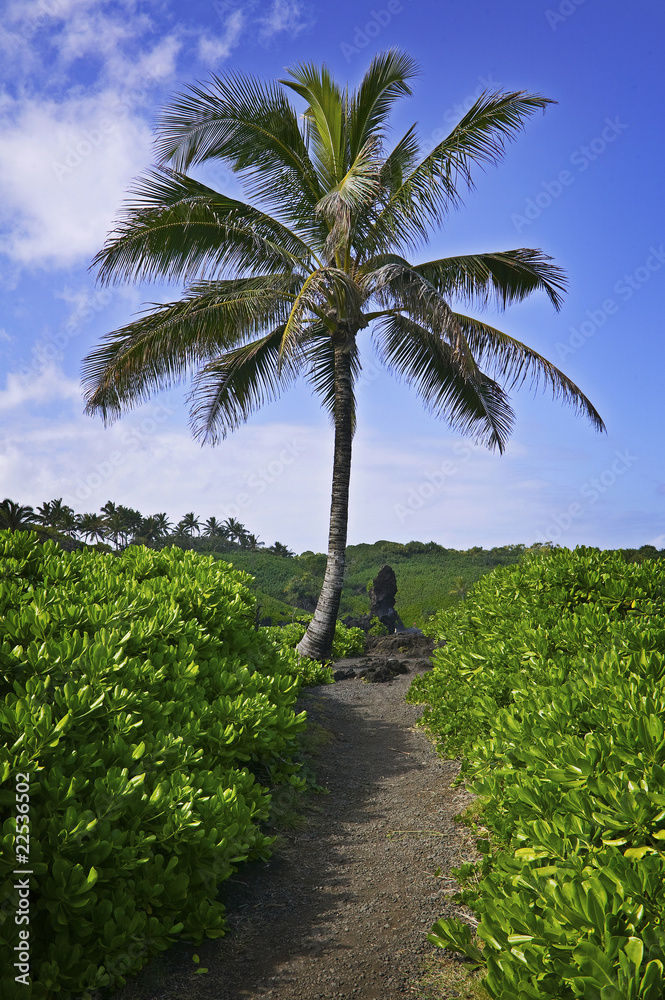 Palm Tree in Hana, Maui, Hawaiian Islands