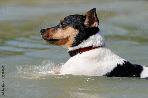 Schwimmender Jack Russel photo