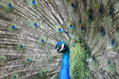 Pfau photo