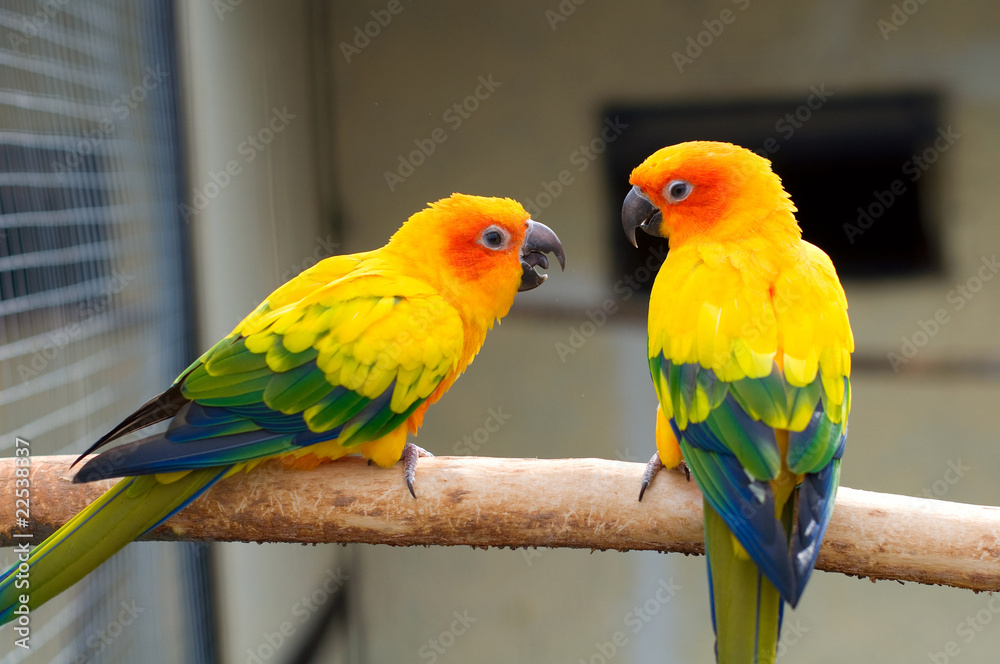 Fototapeta premium Sun Parakeet. Sun Conure. Aratinga solstitialis