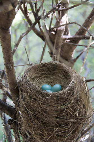Robin's Nest