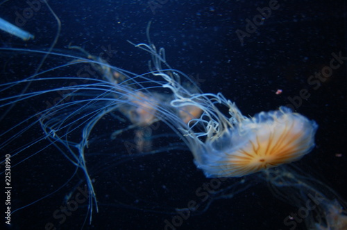 jelly fish 1 © rutheye