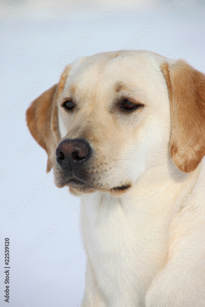 Labrador-Retriever im Schnee