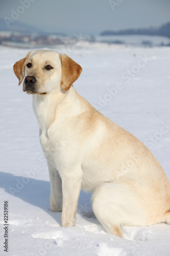 Labrador-Retriever im Schnee