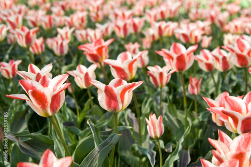 Background from tulips