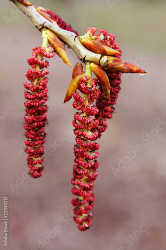 Flowering of a poplar