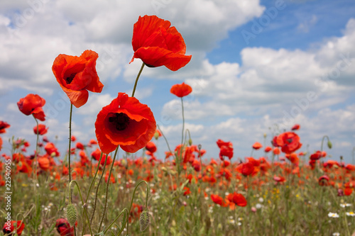 poppies