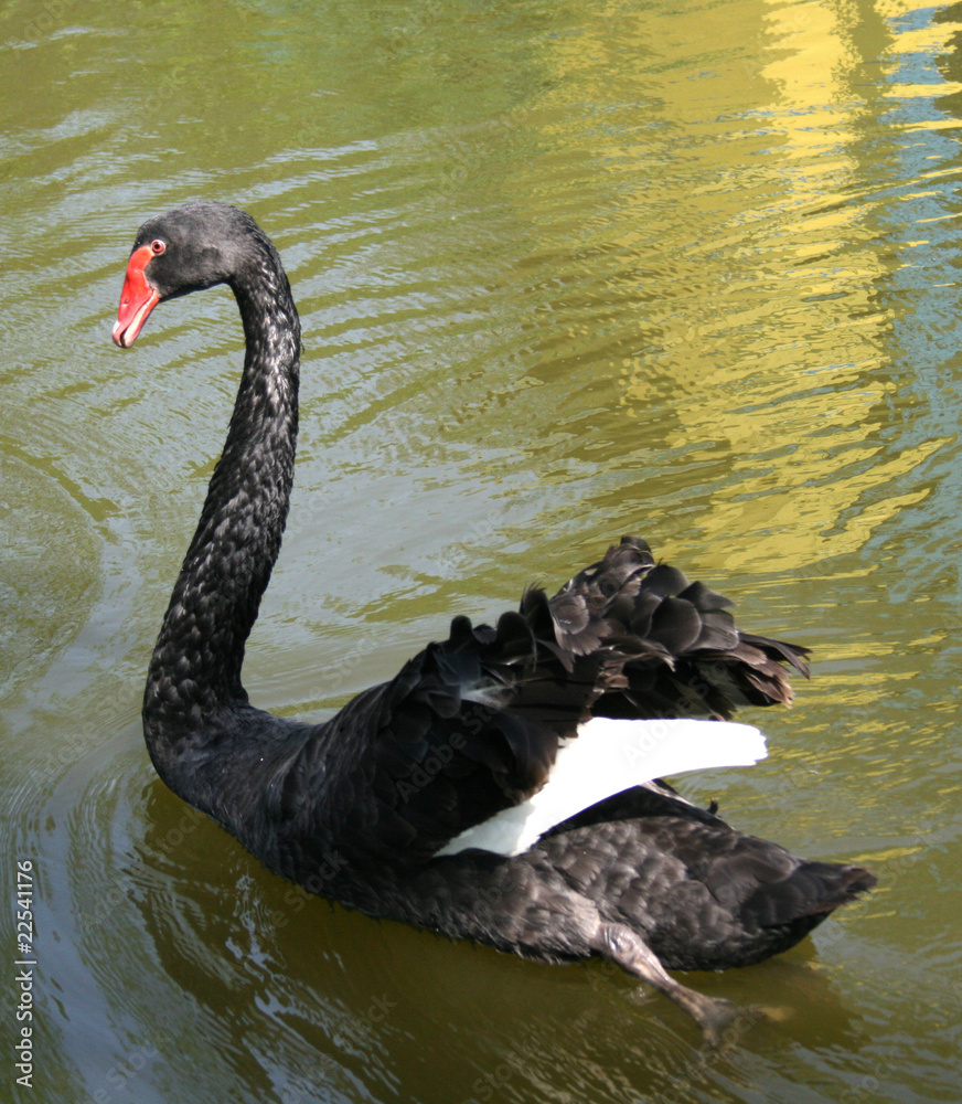 Naklejka premium swan