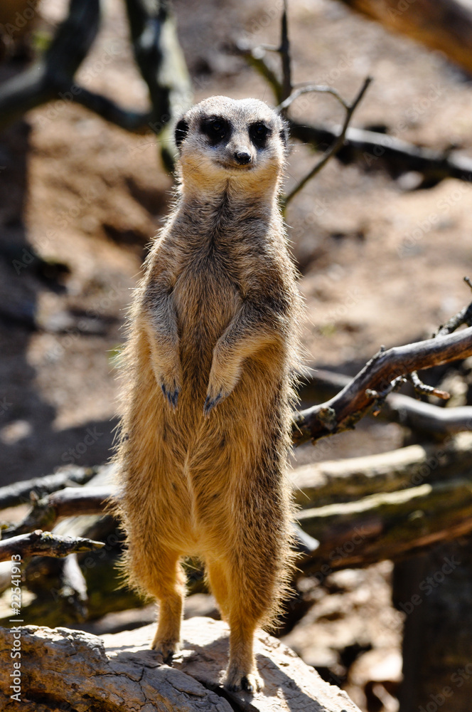 Fototapeta premium Look Out (Meerkat)