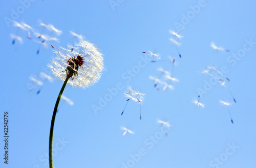 Dandelion on blue sky © Oleksiy Ilyashenko