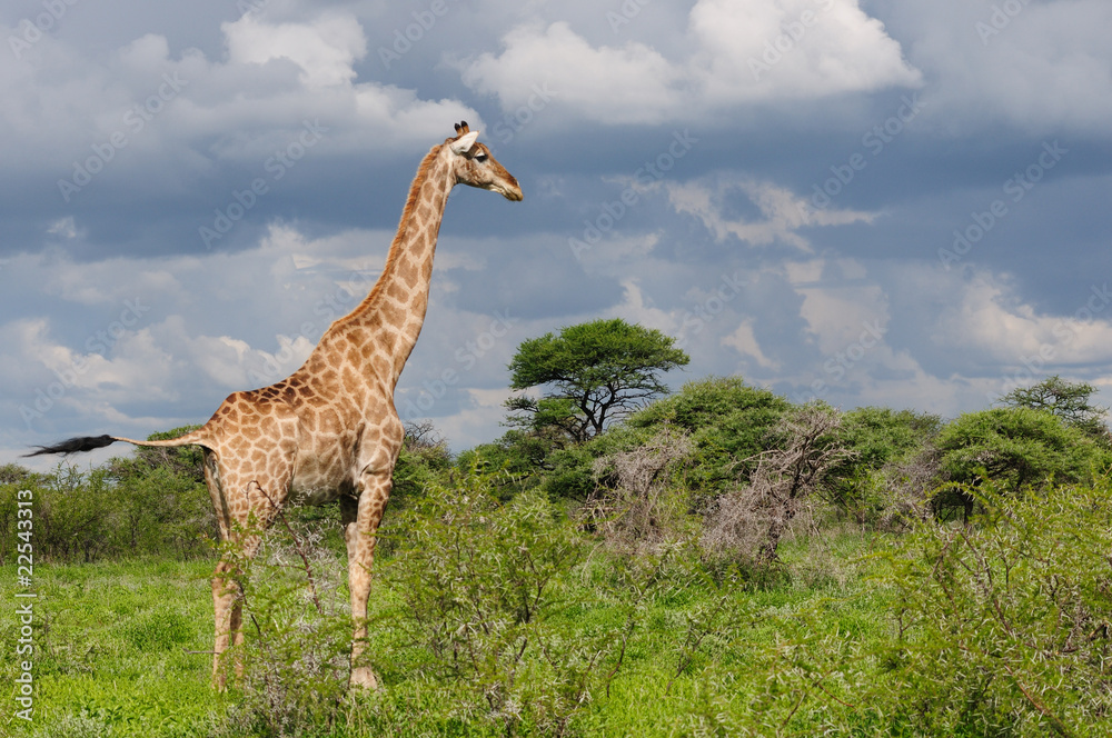 Obraz premium Giraffe