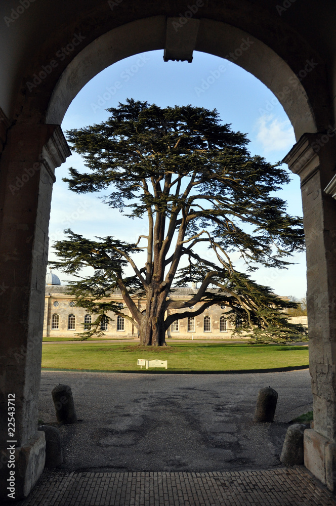Fototapeta premium Cedar Tree Through The Arch