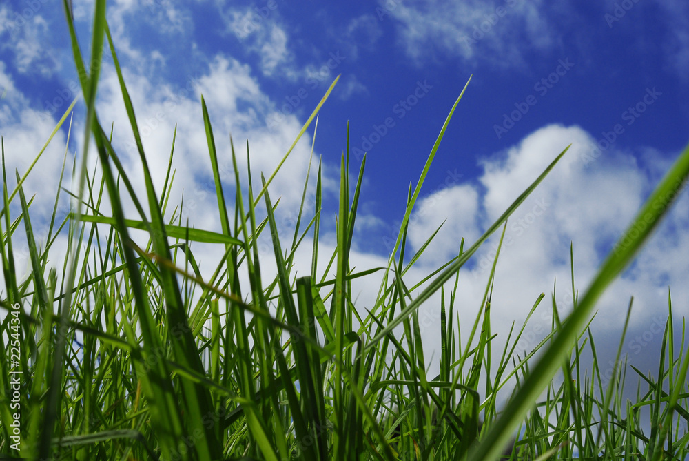 Obraz premium green grass and blue sky