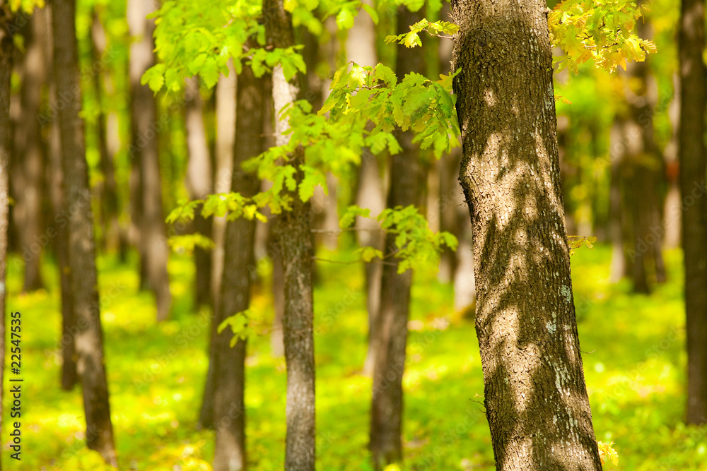 Fototapeta premium Young oak forest