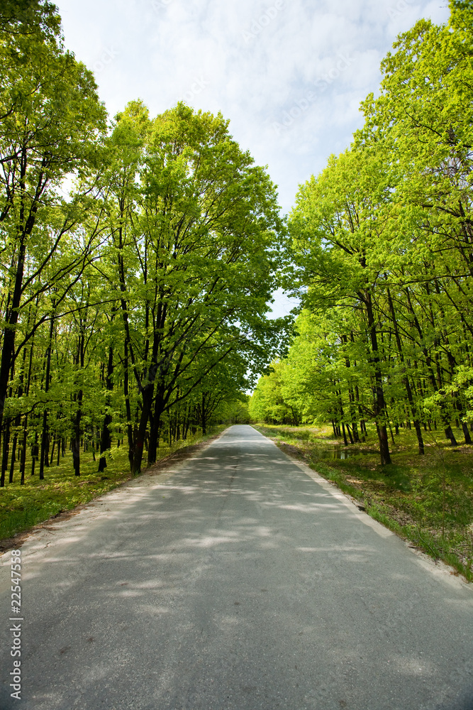 Empty road between trees