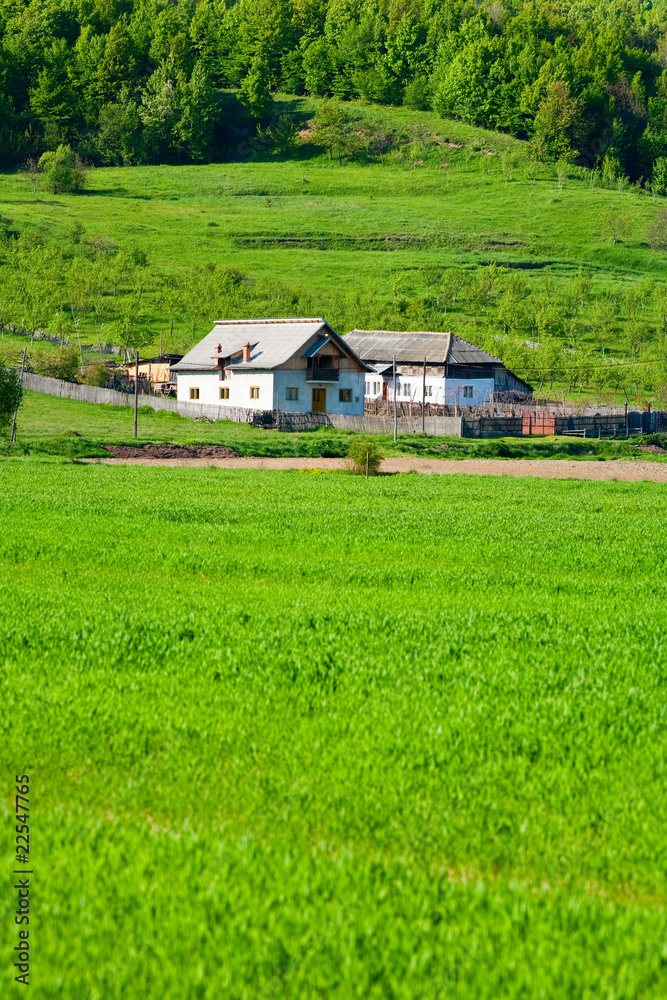 Rural landscape with wheat field and house