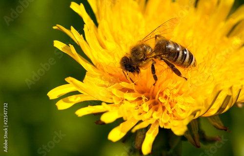 Busy bee pollinating