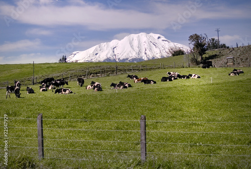vacas pastando en montañas photo