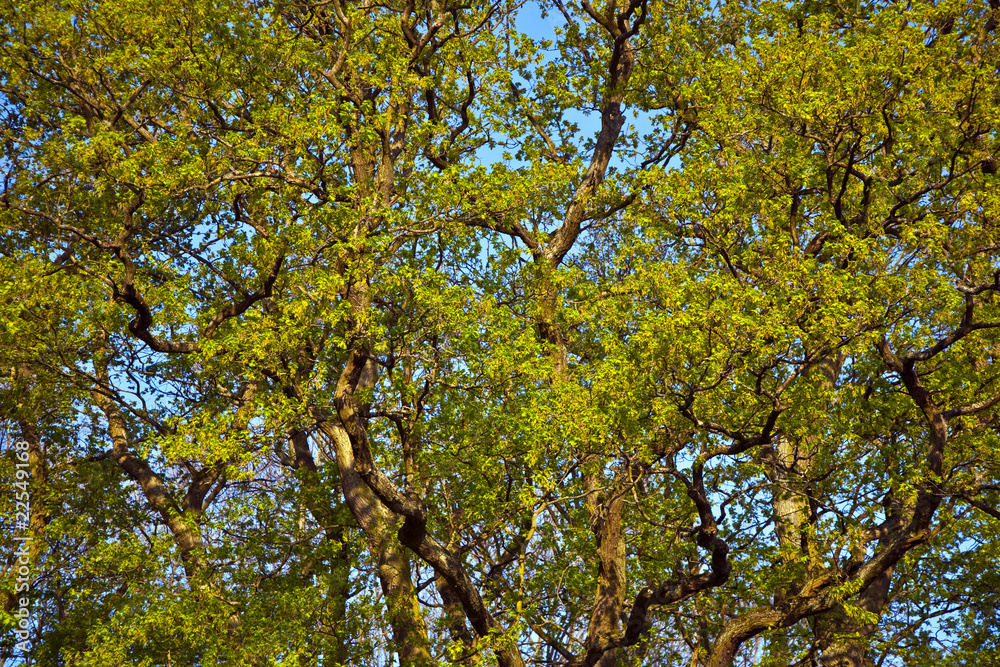 crown of a tree in morning light crown of a tree in morning light
