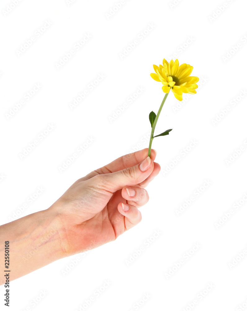 Yellow daisy flower in the hand isolated on white Yellow daisy flower in the hand isolated on white