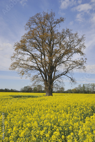 Jahreszeiten F  hlung - Rapsfeld mit Baum