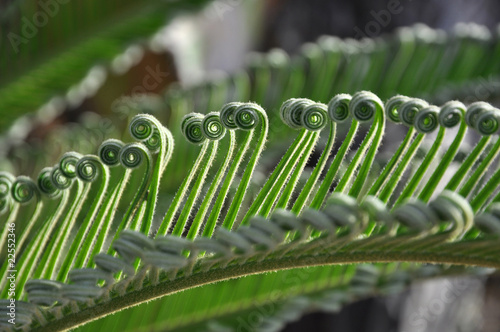 green curly cycad photo