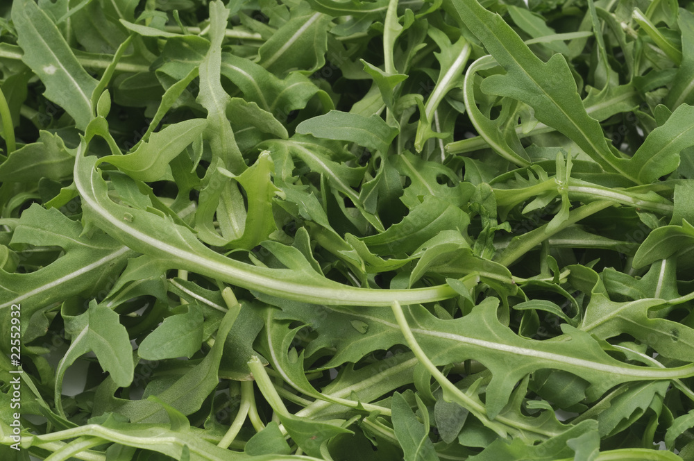 Rucola Rucola