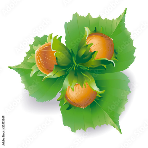 Three hazelnuts